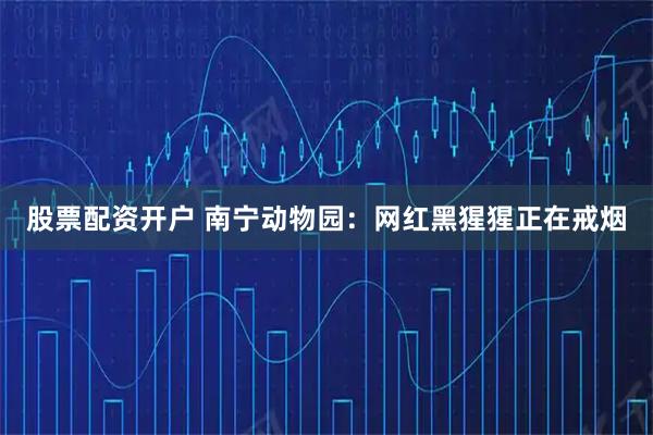 股票配资开户 南宁动物园：网红黑猩猩正在戒烟